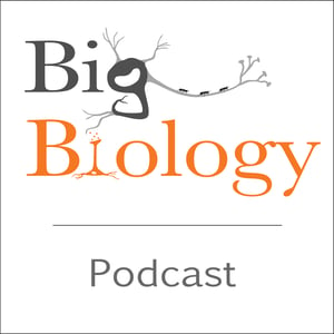 <p>How should we study complex biological networks? How do cells keep time and stay in sync? What does it mean for a network to be resilient?</p>
<p>In this episode, we talk with <a href="https://molbiosci.northwestern.edu/people/core-faculty/rosemary-braun.html">Rosemary Braun</a>, Associate Professor at Northwestern University in the Department of Molecular Biosciences and a member of the NSF-Simons Center for Quantitative Biology. Rosemary is broadly interested in learning whether “more is different” when it comes to complex molecular networks operating across different temporal and spatial scales. We talk with her about systems approaches to uncovering the “Rules of Life” and about circadian (daily) rhythms. She and her team use machine learning to understand emergent phenomena in networks, with the goal of helping medical professionals target treatments based on an individual patient’s circadian rhythm.</p>
<p>Cover art: Keating Shahmehri. Find a transcript of this episode on <a href="https://www.bigbiology.org/">our website</a>.</p>

--- 

Support this podcast: <a href="https://podcasters.spotify.com/pod/show/bigbiology/support" rel="payment">https://podcasters.spotify.com/pod/show/bigbiology/support</a>