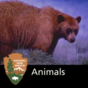A kids-oriented slideshow which gives information about several kinds of wildlife tracks commonly found in the Grand Teton National Park.