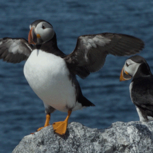How Puffins On The Gulf Of Maine Act As ‘Sentinels Of Climate Change’