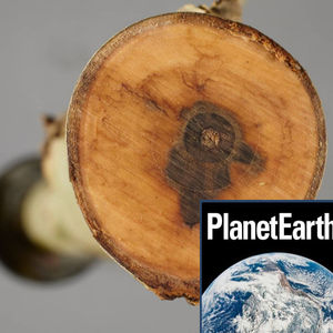 Using Genetics to Save the Ash Tree - Planet Earth Podcast - 13.02.05