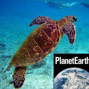 Tidal energy, turtle mating habits - Planet Earth Podcast - 13.03.12