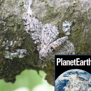 The evolution of the British peppered moth - Planet Earth Podcast - 14.08.19