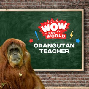 Orangutan Teacher (11/20/23)