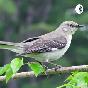 This Podcast features a poem about the novel To Kill a Mockingbird.
