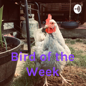 <p>Join James Brennan and Calvin Corpus as they discuss this week's "bird of the week" today.</p>
<p>This week - Seagull.</p>
