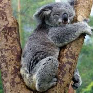 Pratique Inglês Agora > Koalas hug trees to stay cool