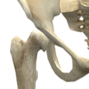 Clinical Musculoskeletal Anatomy