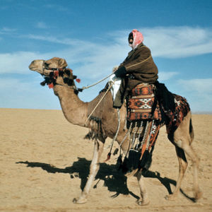 Travels through Timbuktu - Milo Barnes
