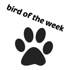 Bird of the Week #1 - Rats of the Sky