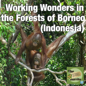 Working Wonders in the Forests of Borneo (Indonesia)
