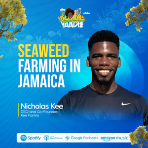Seaweed Farming in Jamaica
