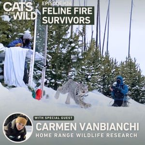 Feline Fire Survivors: Carmen Vanbianchi - Home Range Wildlife Research
