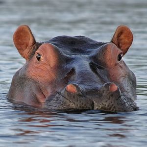 Hipopótamos en Colombia y su incidencia en la avifauna nativa.