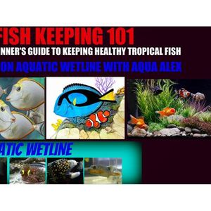 Fish Keeping 101 Beginner Guide: Setting up & Planning your First Aquarium