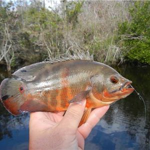 Aquatic Wetline Special: Invasive Fish Species in USA