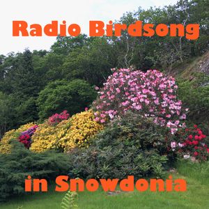 Radio Birdsong from Snowdonia, North Wales