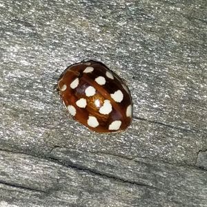 Episode 48: Calvia quatuordecimguttata - The Cream-Spot Ladybird