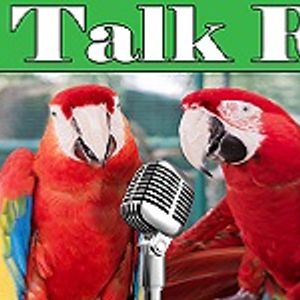 Steve Martin is brilliant but more important, highly experienced with Parrots and many other animals. During part one of this discussion Steve shares about World Parrot Trust transparency and what World Parrot Trust are doing world-wide to save parrots. 
Find out why parrots communicate through biting. Why not everyone are well suited to have a parrot. Bird behavior is a reflection of a person's ability to work with a parrot. Giving your parrot a voice according to your parrot's body language. Trust based relationship with parrots. Birds' behavior is due to environment more than genetics. Why World Parrot Trust pays poachers and much more during this very informative, interesting bird talk radio show pre-recorded LIVE in Kansas City!
www.naturalencounters.com
www.worldparrottrust.org
www.birdtalkradio.com
http://facebook.com/kcbirdwhisperer
 