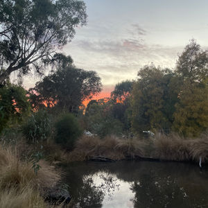 Dawn, Chewton, Victoria, Australia in April 2024 – by Camilla Hannan