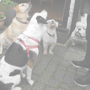 Program 07:  Dog walkers' get-together