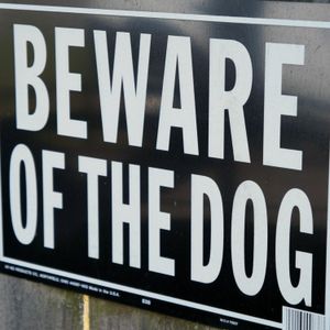 Watch Out For Those Dogs!