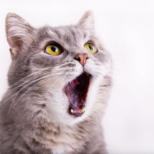 Historias del Valle sin Retorno: Bigotes de gato / Whiskers