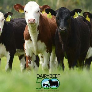 DairyBeef 500 financial & slaughter performance update 