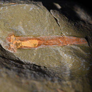 The Nightmarish Worm That Lived 25 Million Years Longer Than Researchers Thought