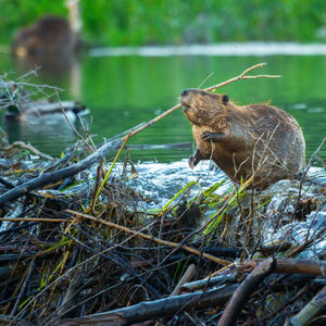 Beavers Can Help With Climate Change. So How Do We Get Along?