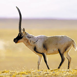 Traveling with Tibetan Antelope