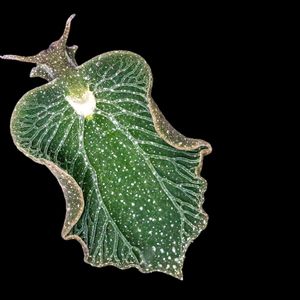The fantastically weird world of photosynthetic sea slugs | Michael Middlebrooks