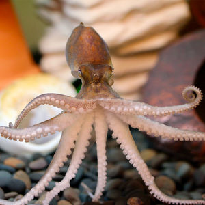 Knowledge gaps in cephalopod care could stall welfare standards