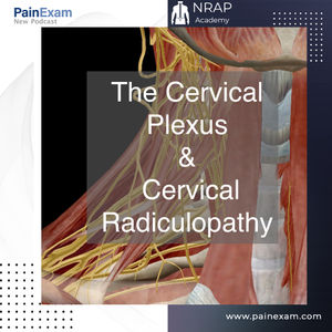 The Cervical Plexus