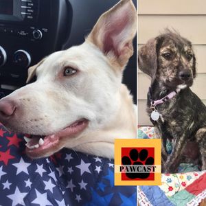 Pawcast 214: Soleil and Clarabelle