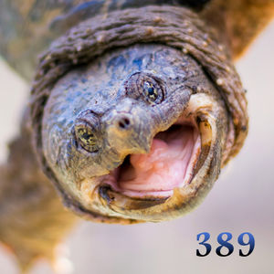 #389: A Natural Turtle Does Not Crave Power