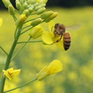 Genetically Engineered Honey?