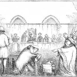 Animals on Trial