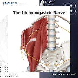 The Iliohypogastric Nerve: An Anatomical Review