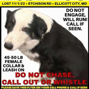 Lost Dog!  DO NOT CHASE!