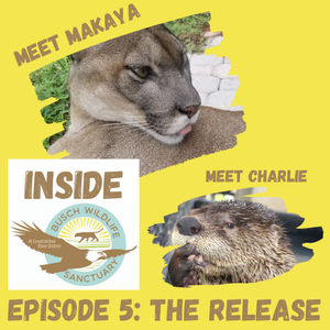 Episode 5: The Release