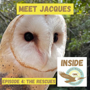 Episode 4: The Rescues