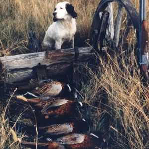 Critter's Double Limit of Pheasants, N&S Dakotas