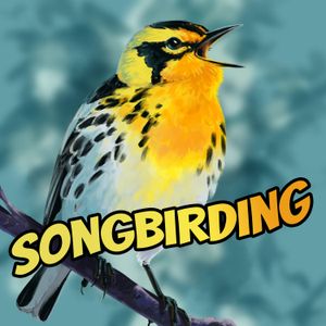 <description>&lt;p&gt;The Canada Warbler is a colourful, energetic little bird that spends only a few weeks on its territory. It is one of the last warblers to arrive, and one of the first to leave.&lt;/p&gt;
&lt;h2&gt;Credits&lt;/h2&gt;
&lt;p&gt;Recorded, engineered, narrated and created by Rob Porter.&lt;/p&gt;
&lt;p&gt;Songbirding Cover Art (Blackburnian Warbler) by Lauren Helton: &lt;a href="https://tinylongwing.carbonmade.com/projects/5344062" rel="nofollow"&gt;https://tinylongwing.carbonmade.com/projects/5344062&lt;/a&gt;&lt;/p&gt;
&lt;p&gt;Creative Commons music by Kristina Budzhiashvili: &lt;a href="https://kristinabudzhiashvili.bandcamp.com" rel="nofollow"&gt;https://kristinabudzhiashvili.bandcamp.com&lt;/a&gt;&lt;/p&gt;
&lt;h2&gt;Support&lt;/h2&gt;
&lt;p&gt;You can support the show on Patreon: &lt;a href="https://patreon.com/songbirding" rel="nofollow"&gt;https://patreon.com/songbirding&lt;/a&gt;&lt;/p&gt;
&lt;p&gt;This podcast is powered by &lt;a href="https://pinecast.com" rel="nofollow"&gt;Pinecast&lt;/a&gt;. Try Pinecast for free, forever, no credit card required. If you decide to upgrade, use coupon code &lt;strong&gt;r-da20d0&lt;/strong&gt; for 40% off for 4 months, and support Songbirding: A Birding-by-ear Podcast.&lt;/p&gt;</description>