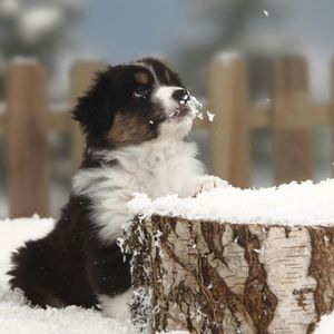 Pete The Vet: Pet Care In The Winter